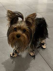 1 pieza Cubierta térmica forrada para mascotas con antideslizante para uso en interiores, incluye set de 4 piezas para mascotas - Multicolor - Ver 5