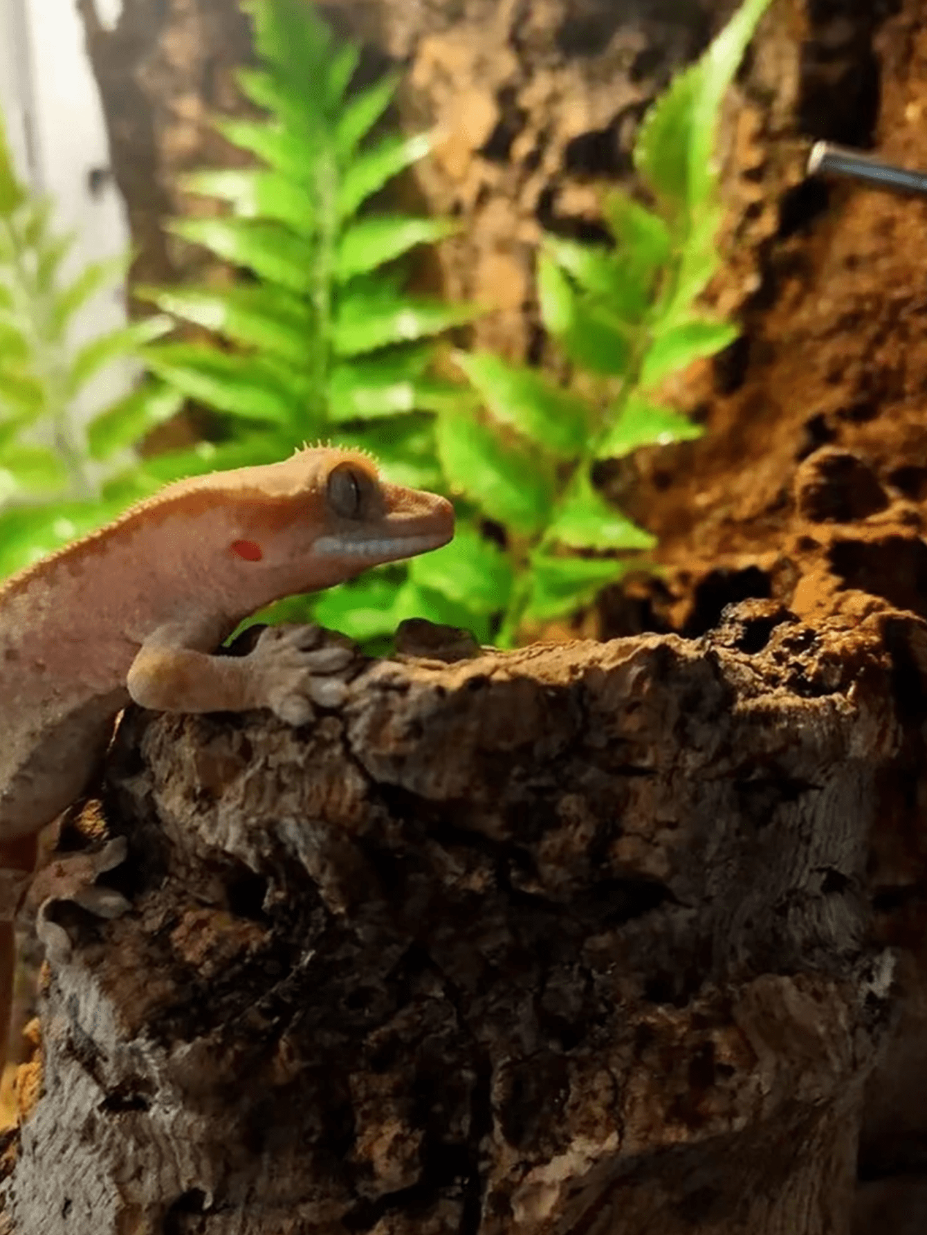 Terrarienthermostat für Reptilien – Schlangen – Schildkröten – Eidechsen – Geckos Terrarienthermostat für Reptilien – Schlangen – Schildkröten – Eidechsen – Geckos