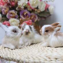 1 Pieza Figurita De Conejo En Miniatura Hecho A Mano De Alta Calidad, Regalo Realista De Decoración Animal Para Casa, Oficina, Automóvil, Tienda, Dormitorio, Sala De Estar Para Ser Mostrado En 4 Colores Disponibles