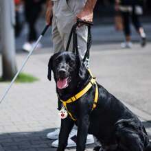 1 Miếng Y khoa Vật rủ xuống & Chó Tag & Xúc động Ủng hộ Thú vật Tag Thú cưng Đồ trang trí Thú cưng Chó Mèo Móc chìa khóa & Cái vòng Pet Thẻ ID Phụ kiện - Nhiều màu - Xem 4