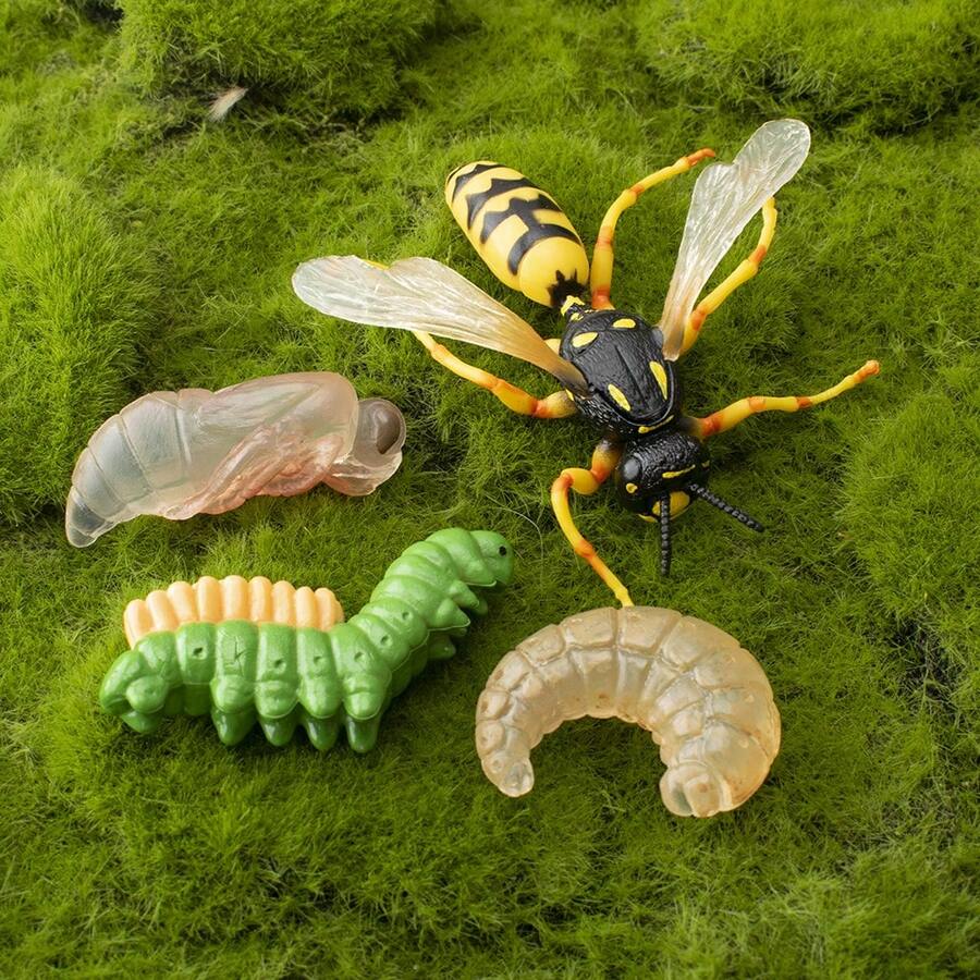 Great Hornet Life Cycle Model Bee Model