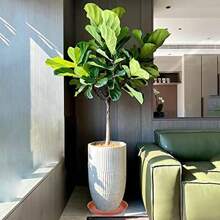 6 Packs Plant Saucer, 4 6 8 10 12 Inch Durable Plant Tray Flower Pot Saucer Round Pallets For Indoors And Outdoor, Plant Container Accessories