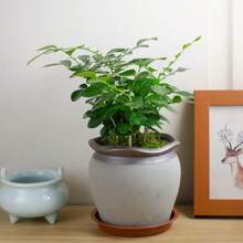 6 Packs Plant Saucer, 4 6 8 10 12 Inch Durable Plant Tray Flower Pot Saucer Round Pallets For Indoors And Outdoor, Plant Container Accessories