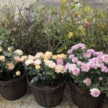 Nursery Planters - Bronze - View 5