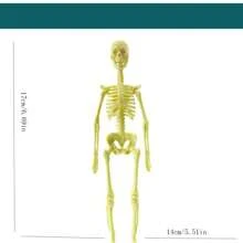 Human Body Organ & Bone Model Kit For Diy - Multicolor - View 4