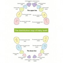 Wooden Teeth Storage Box, Teeth Storage Box Milk Teeth Storage, Wooden Milk Teeth Replacement Teeth Storage Box, Male And Female Umbilical Cord Fetal Hair Collection Commemorative Box - Apricot - View 5