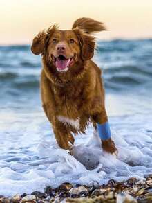 5入組藍色自粘彈性寵物繃帶,用於緊急傷口包紮及防舔咬 - 藍色 - 查看 6