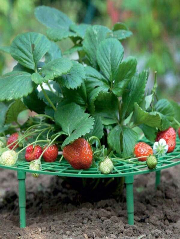 Strawberry Stand Balcony Potted Plant Planting Anti-Rot Fixed Support With Tray For Supporting Green Plant Fruit