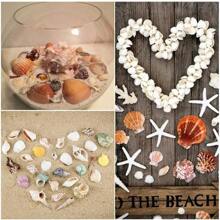 70pcs+Sea Shells Mixed Ocean Seashells, 1.2"-3.5" Various Sizes Beach Seashells And Natural Starfish For Vase Fillers Fish Tank Beach Themed Party Home Wedding Decorations DIY Crafts - Multicolor - View 7