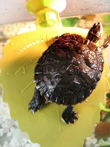 1 Pieza Plataforma Flotante Tipo Ventosa Con Material De Polipropileno Para Tomar Sol Para Tortugas, Adecuada Tanto Para Reptiles Como Para Anfibios, Universal Para Las Cuatro Estaciones - Amarillo - Ver 3