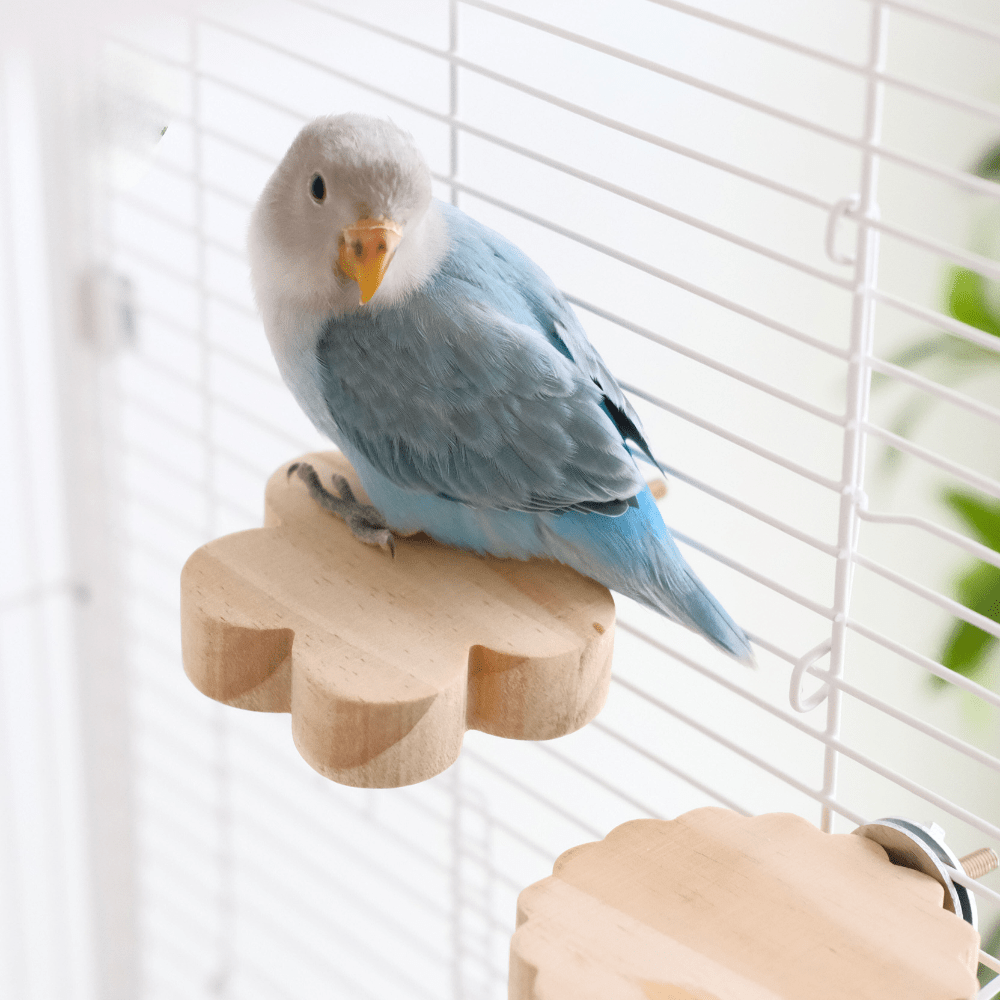 View of Leopard Print Parrot Toys, Station Stand, Swing, Suspension Bridge ...