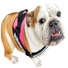 Arnes Para Perro Bulldog Ingles Personalizado Uso Rudo - Rosa - Ver 3