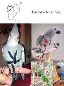 鹦鹉牵引绳、宠物牵引绳、鹦鹉户外训练牵引绳、狗狗遛弯背带 - 黑色 - 查看 12