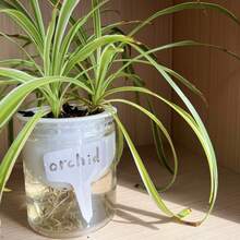 1 bộ Nhựa Không thấm nước Thực vật Nhãn , Lý tưởng Đối với Sân vườn Thực vật , Hoa , Cây mọng nước , Thủy canh , Nghề làm vườn Quân nhu - trắng - Xem 2