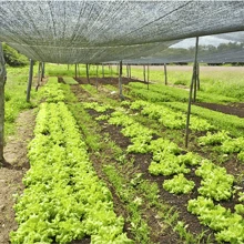 Tela Sombrite Sombreamento Para Horta 30% 4 x 2m - Preto - Visão 4