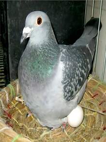 20入組塑料鴿子蛋,固體人造鳥蛋,用於孵化鳥蛋 - 白色 - 查看 2