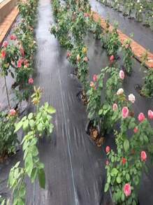 1PC PP Woven  Control Fabric For Plant Anti Grass Agricultural Mulch Cloth Greenhouse Ing Mat Water Permeable