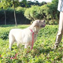 1 Miếng Xích chó Dây thừng Trượt Chì Nylon Thú cưng Mềm mại Dày lên Xử lý Mạnh mẽ 6 Chân Trượt Chì Đối với Lớn Trung bình Chó Nhỏ bé Cún con - Màu Hồng Tươi - Xem 6