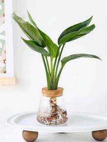 [錘痕玻璃] 北歐風格創意水培桌面室內辦公室客廳盆栽盆 - 無色 - 查看 5