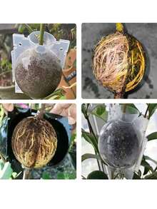 Plant Rooting Ball High Pressure Graft Breeding Case Nursery Box Propagation Container Garden Seeds Rooting Tools Boxes - Black - View 1