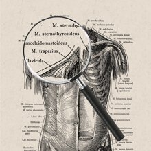 1/8 piezas Impresiones de póster de lienzo sin marco, obras de arte de anatomía humana, carteles vintage de esqueleto y músculos, cuadros de pared médicos, pinturas educativas, decoración de pared impermeable