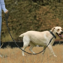 1 套寵物皮帶和項圈,反光皮帶和可調式尼龍項圈,適合中型、小型和大型犬 - 黑色 - 查看 7
