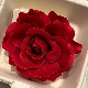 玫瑰紅