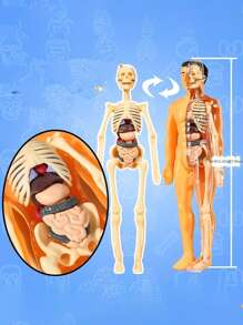 Human Body Model Toy That Can Be Disassembled And Assembled Into A 3d Skeleton And Internal Organs For Medical Anatomy Education - Yellow - View 2