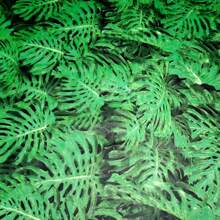 Decorative Crafts - 綠色 - 查看 6