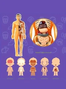 Human Body Model Toy That Can Be Disassembled And Assembled Into A 3d Skeleton And Internal Organs For Medical Anatomy Education - Yellow - View 6