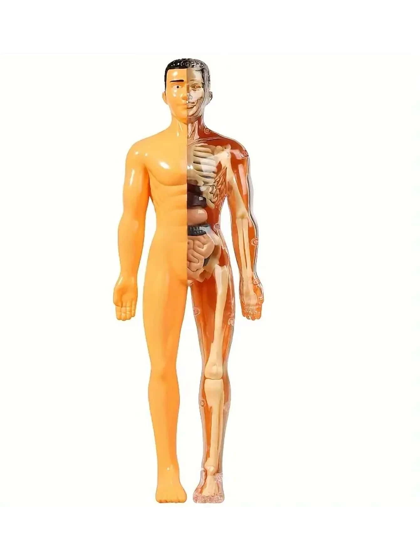 Human Body Model Toy That Can Be Disassembled And Assembled Into A 3d ...