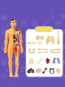 Human Body Model Toy That Can Be Disassembled And Assembled Into A 3d Skeleton And Internal Organs For Medical Anatomy Education - Yellow - View 5
