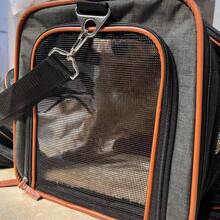 FULED 经航空公司批准的可扩展宠物托运箱，双面扩展袋设计，可容纳宽敞的软面运输，黑色宠物旅行袋，外出便携式可折叠手提袋