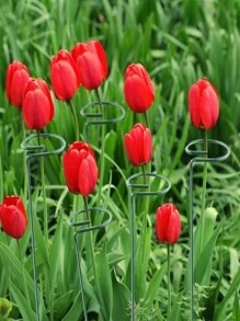 5pcs/Set Plant Support Stake For Flower & Potted Plants Including Alocasia, Chamaedorea Elegans Etc. - Green - View 4