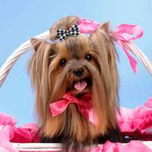 20 cái/bộ Xuyên biên giới Phong cách mới Tóc thú cưng Cung Với Loại bướm , Lưới & Cổ điển Yếu tố Đối với Mùa thu Và Mùa Đông - Nhiều màu - Xem 5