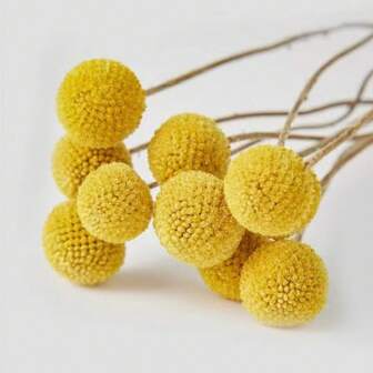 10 Pièces/20 Pièces Bouquet De Fleurs Séchées Naturelles Craspedia Boules De Billy Boutons De Billy Pour Les Arrangements De Fleurs Mariage Décoration De Vase Domestique Jaune