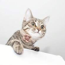 Juego De 3 Collares Para Gatitos Con Campanita, Collar Para Gatos Con Broche De Seguridad, Adaptale Y Decorado Con Flores Ajustable, Para Gatos Cachorros Hembras Y Machos (rosado, Blanco Y Verde) - Blanco - Ver 4