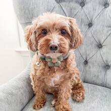 Juego De 3 Collares Para Gatitos Con Campanita, Collar Para Gatos Con Broche De Seguridad, Adaptale Y Decorado Con Flores Ajustable, Para Gatos Cachorros Hembras Y Machos (rosado, Blanco Y Verde) - Blanco - Ver 6