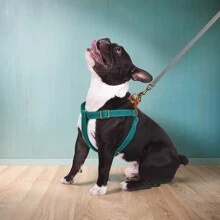 1pc Blue Adjustable, Durable, And Fashionable Nylon Harness Compatible With Small And Medium Dogs
