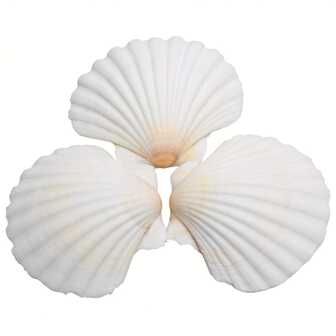 5/10/20 Pcs Natural Scallop Shells White Sea Shells From Sea Beach For DIY Craft Home Decor