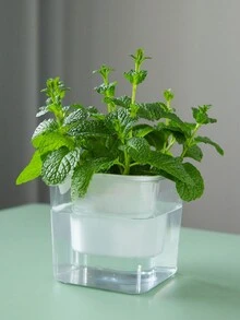1入自動吸水樹脂厚塑料盆栽,透明桌面盆適用於像樹狀肉和寶石樹這樣的盆栽植物 - 白色 - 查看 2