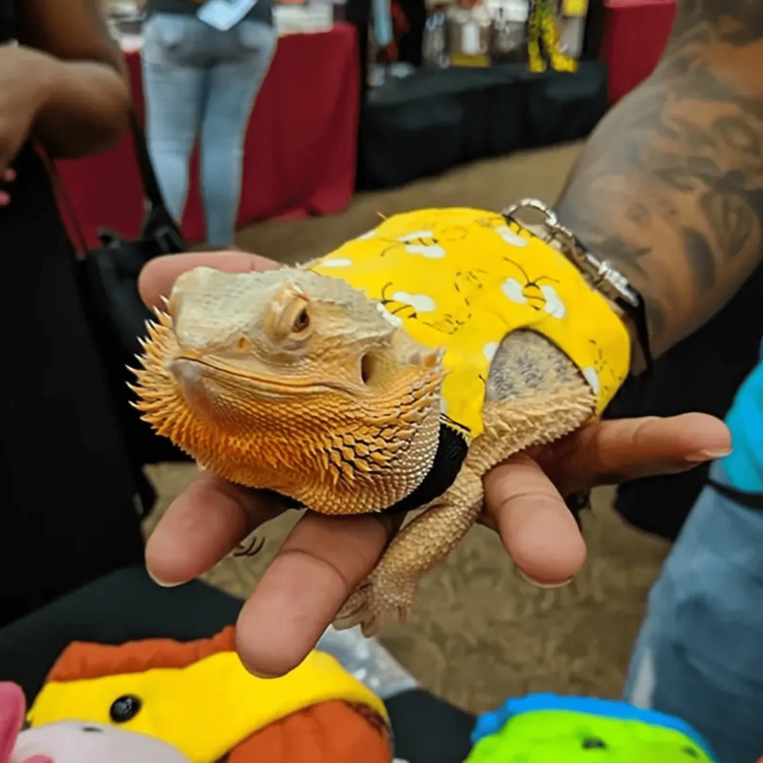 爬蟲類胸背帶步行牽引繩,適用於變色龍、松鼠和其他小型寵物 - 彩色 - 查看 1