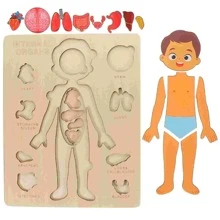 Rompecabezas de madera estilo Montessori, juego de anatomía del Body humano, herramienta educativa para niños, modelo de órganos, enseñanza preescolar de ciencias, herramienta cognitiva para niños y niñas, juguetes de doctor, juguetes de madera para niños