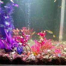 100g Natural Gravel Stones For Aquarium Decoration - Multicolor - View 9