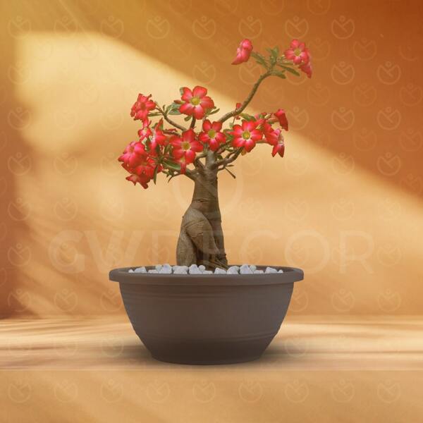 Kit 10 Vasos Plástico Color Redondo Tacho 6,6 Litros Para Rosa Do Deserto Pata De Elefante Mini