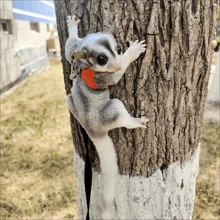 3入組糖鼠背帶牽引繩,附防逃繩,適用於倉鼠、沙龍鼠、松鼠等小寵物