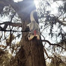 3入組糖鼠背帶牽引繩,附防逃繩,適用於倉鼠、沙龍鼠、松鼠等小寵物