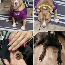 Esmalte de uñas para mascotas para perros o gatos, esmalte de uñas para perros de fácil aplicación, esmalte de uñas para perros de secado rápido - 12 colores