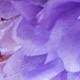 Mauve Purple