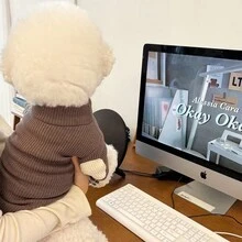 1件春秋新款狗狗和貓咪風格薄款運動衫,適用於吉娃娃、博美犬和其他小型和中型犬 - 彩色 - 查看 12